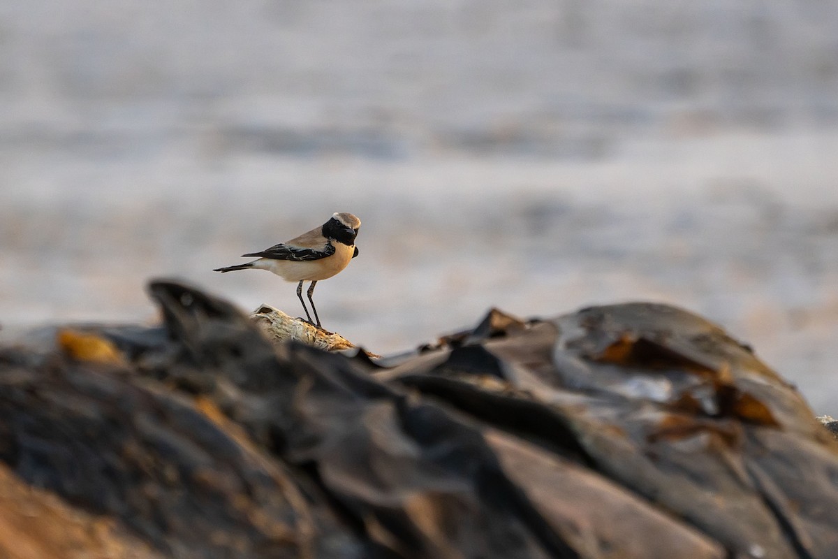 Desert Wheatear - ML620541854