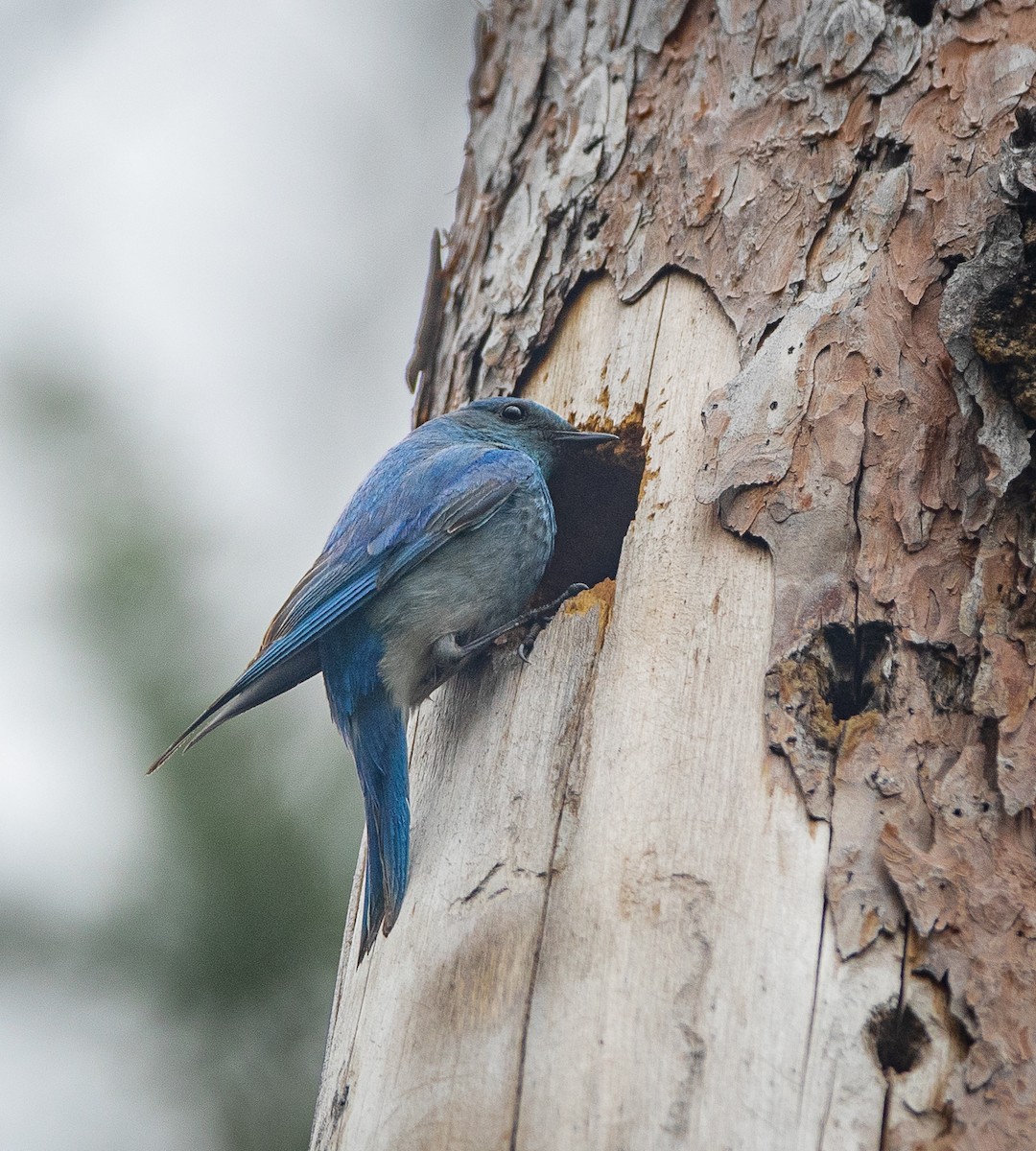 Mountain Bluebird - ML620541857