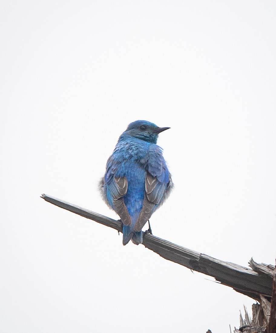 Mountain Bluebird - ML620541861