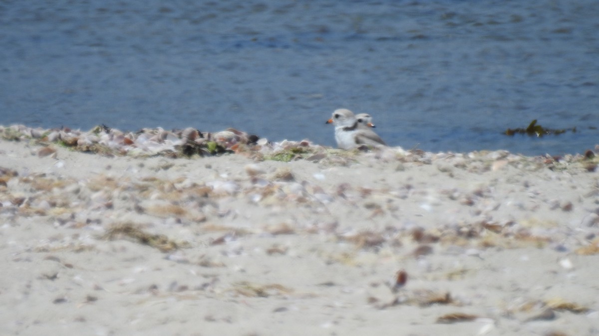 Piping Plover - ML620541862