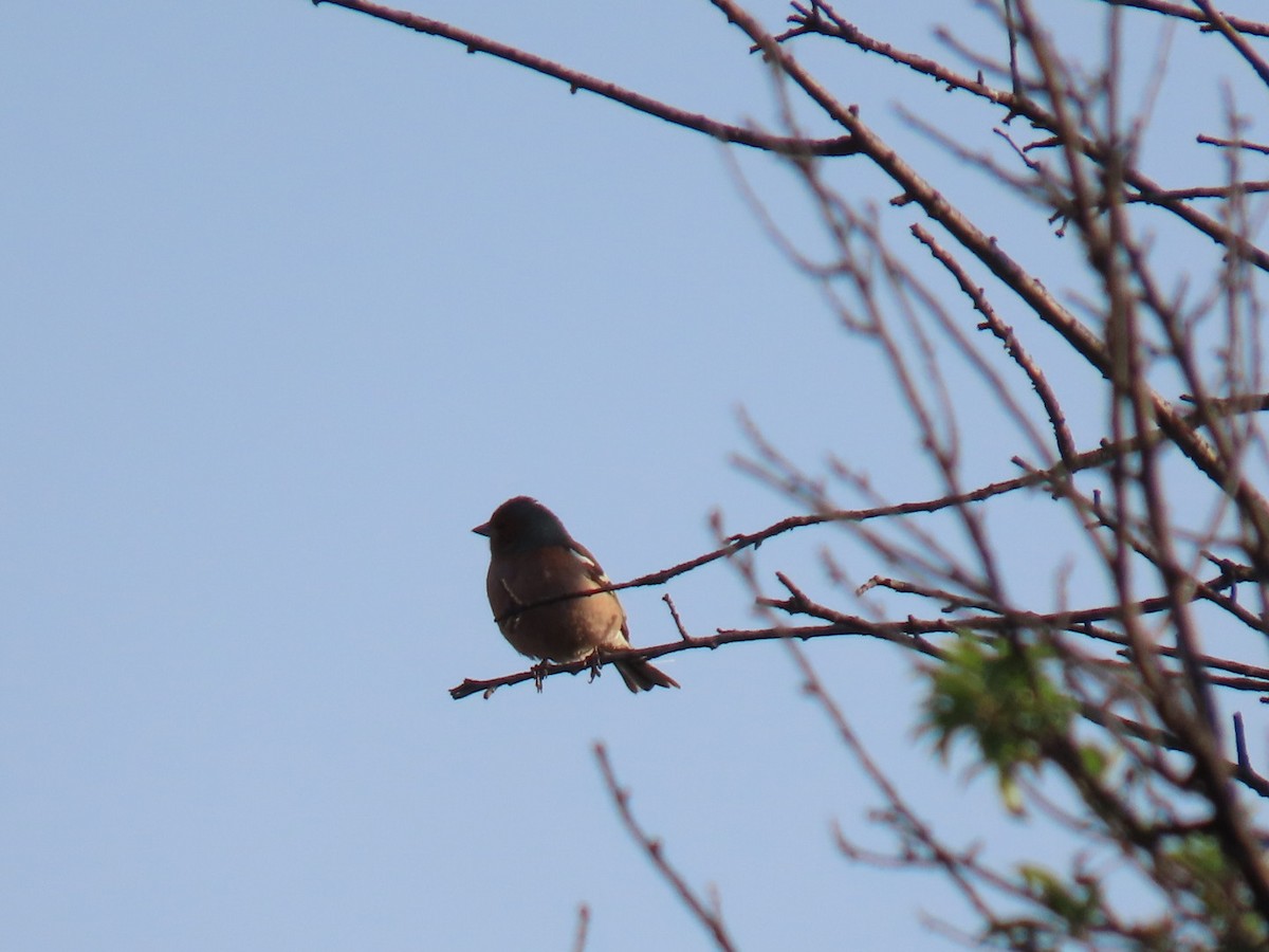 Common Chaffinch - ML620541864