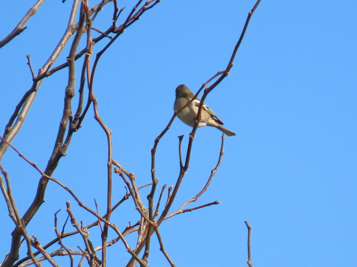 Common Chaffinch - ML620541865