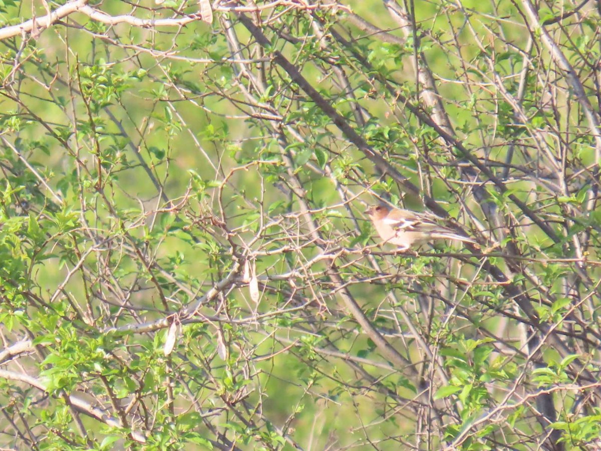 Common Chaffinch - ML620541866