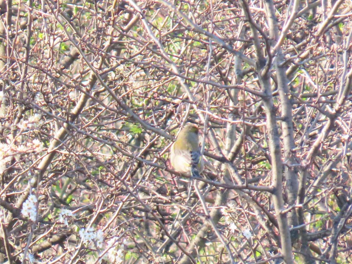 European Greenfinch - ML620541868