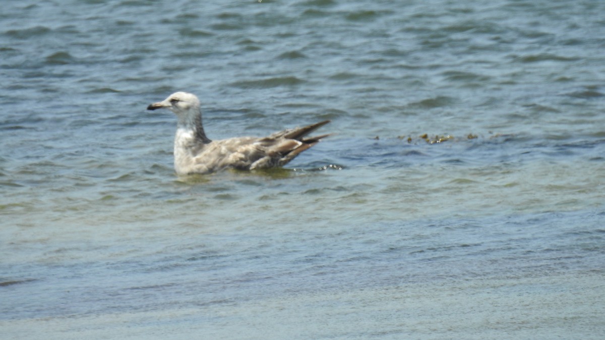 Herring Gull - ML620541875