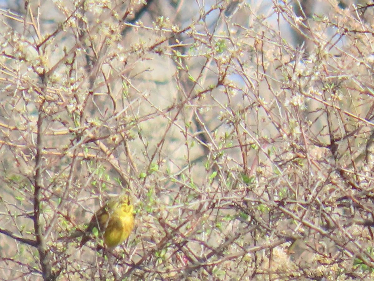 Yellowhammer - ML620541878