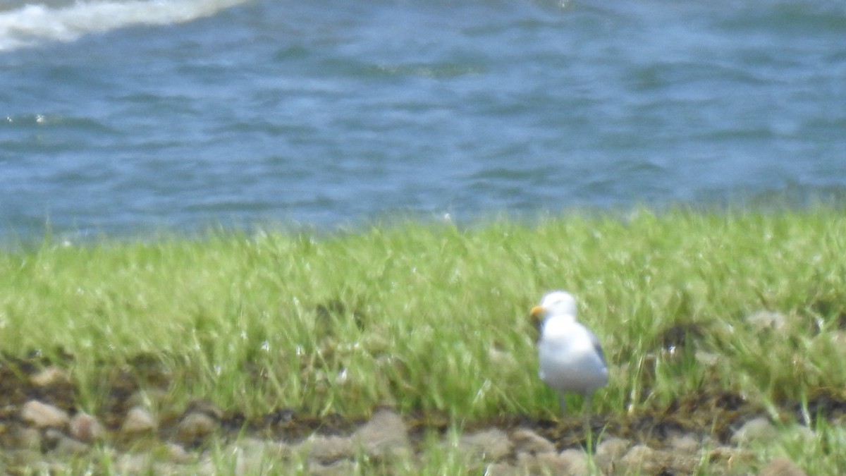 Herring Gull - ML620541886