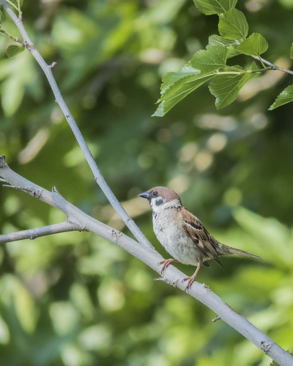 Eurasian Tree Sparrow - ML620541888