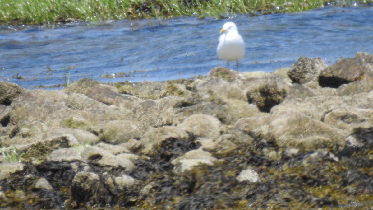 Gaviota Argéntea - ML620541890