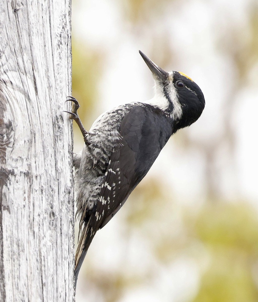 Black-backed Woodpecker - ML620541892