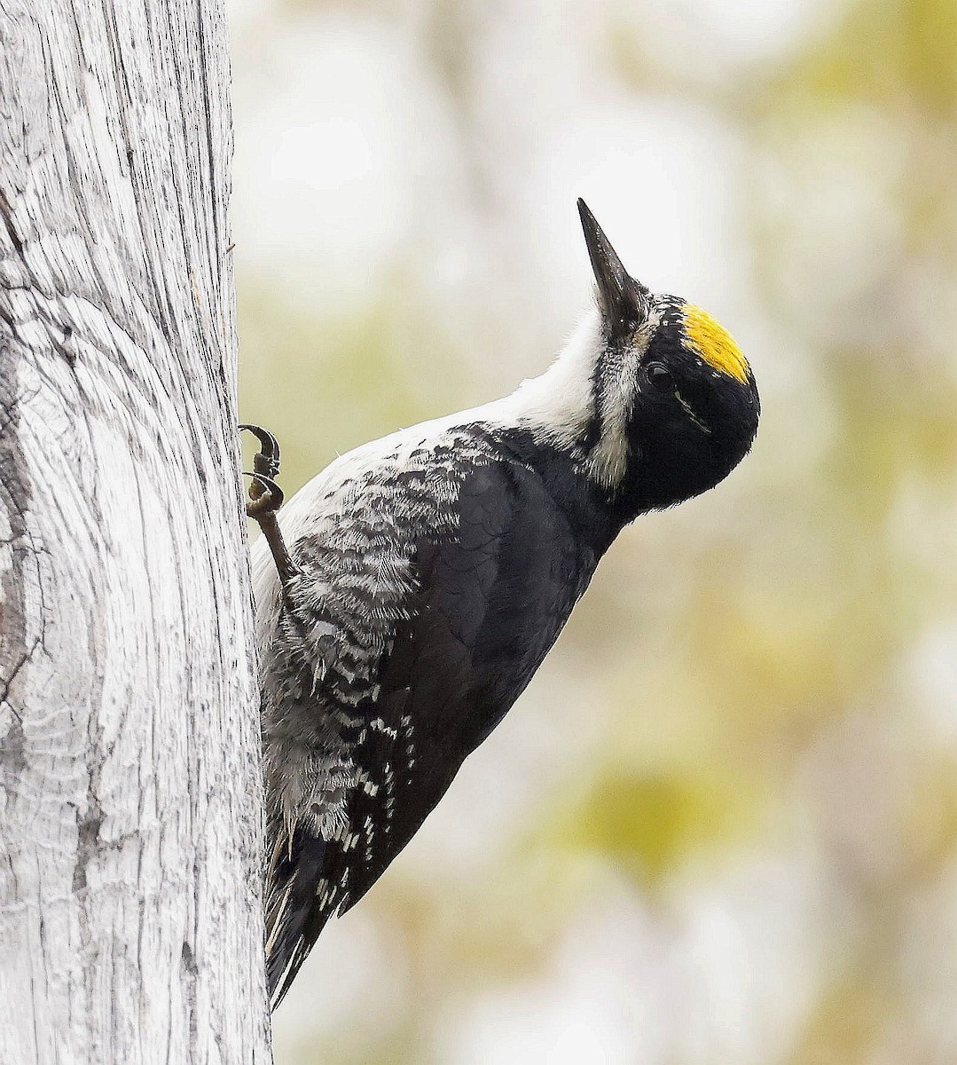 Black-backed Woodpecker - ML620541893