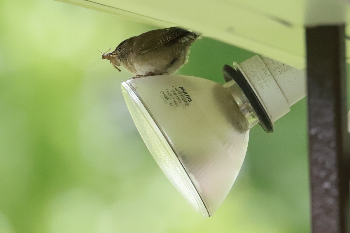 House Wren - ML620541899