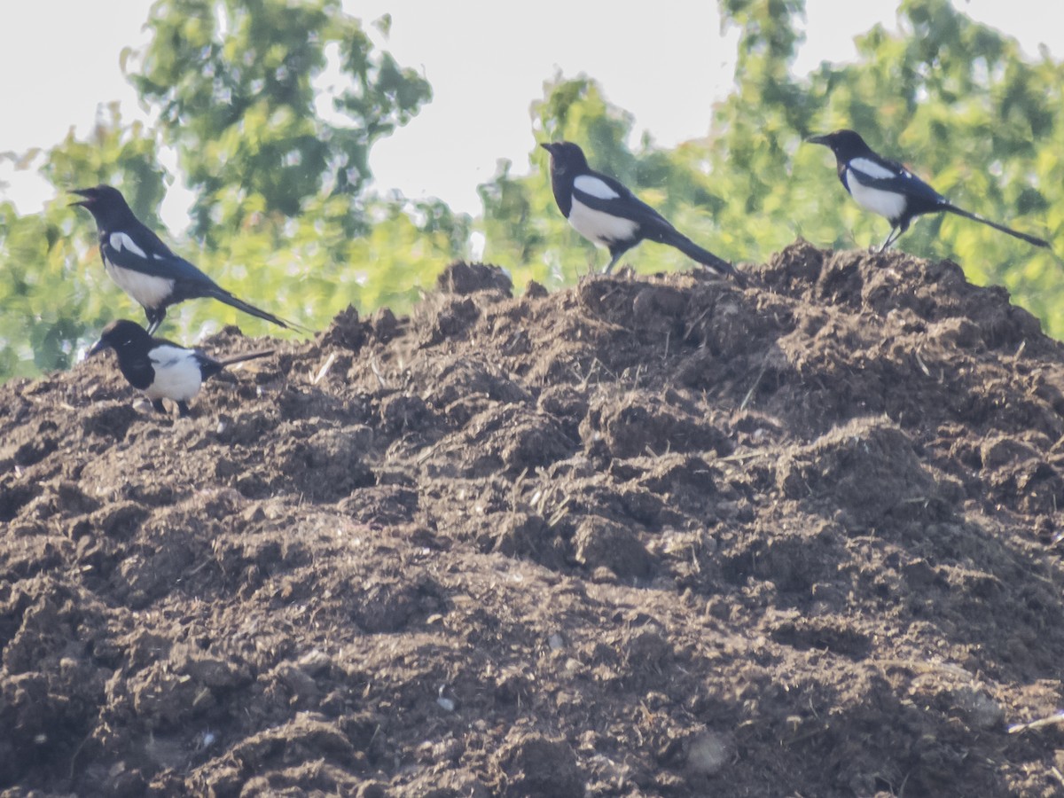 Eurasian Magpie - ML620541905