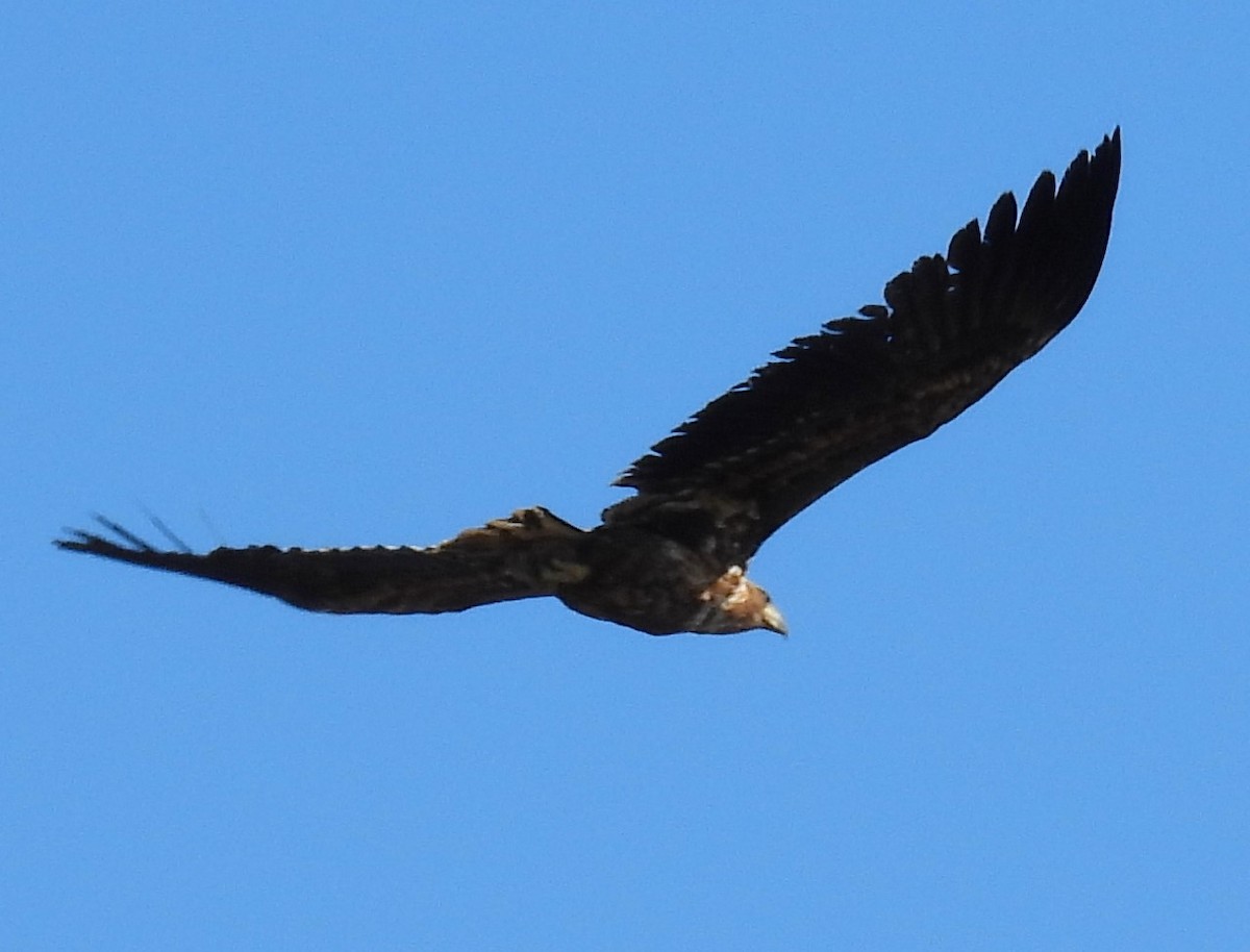 White-tailed Eagle - ML620541906