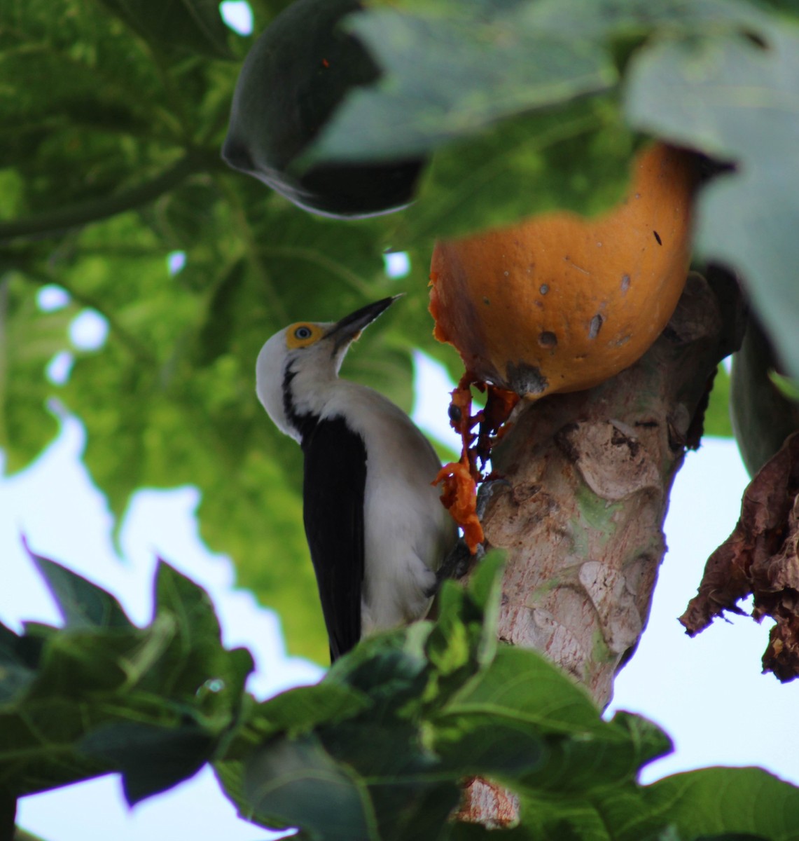 White Woodpecker - ML620541912