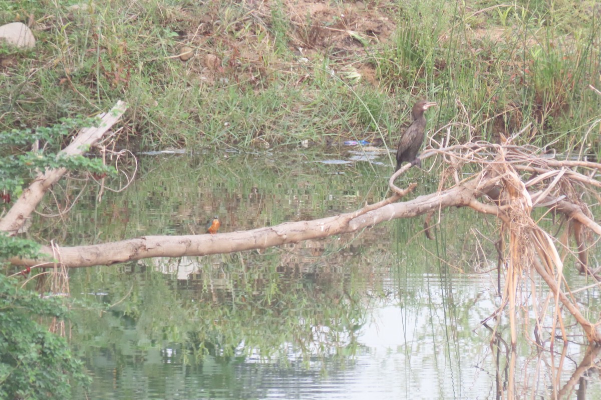 Common Kingfisher - ML620541914