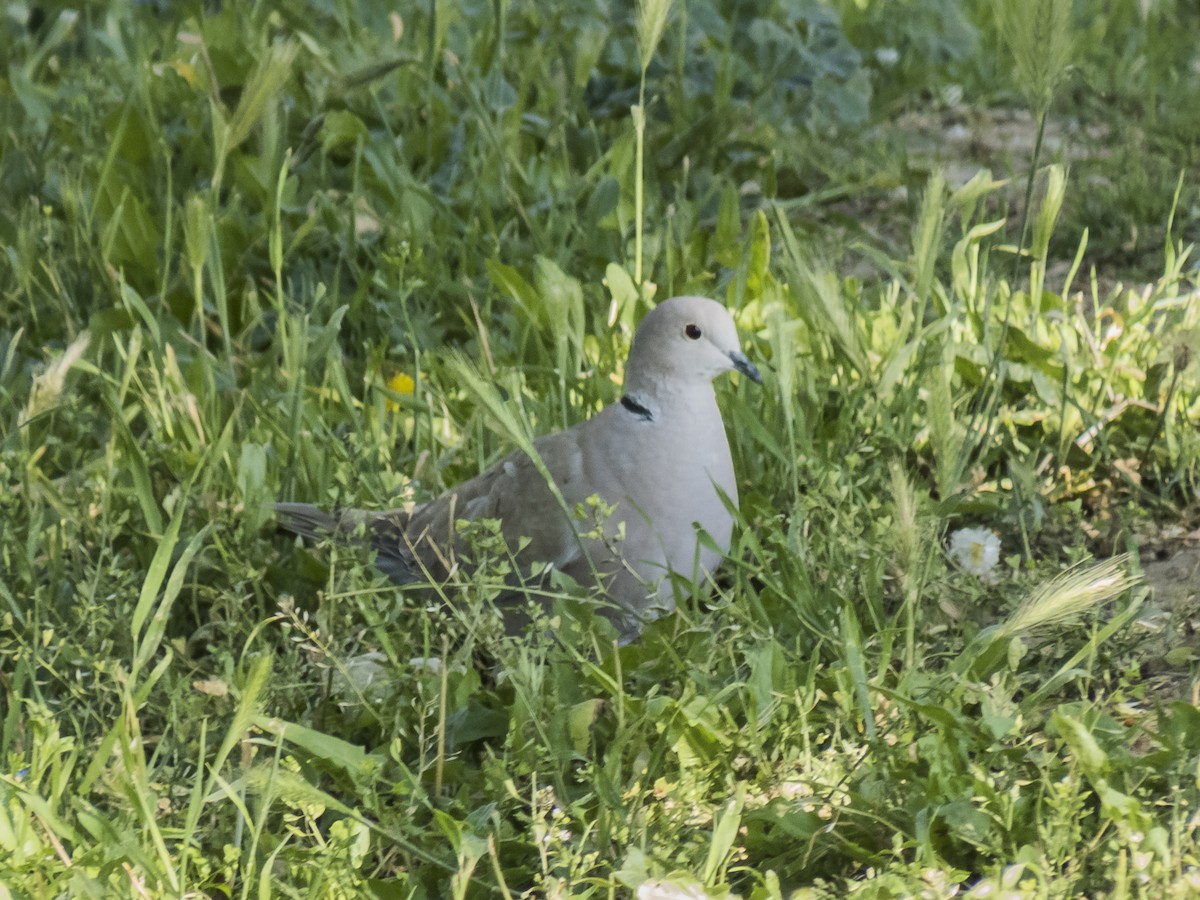 Eurasian Collared-Dove - Abbas Mahjoob