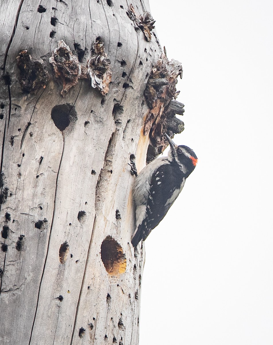 Hairy Woodpecker - ML620541917