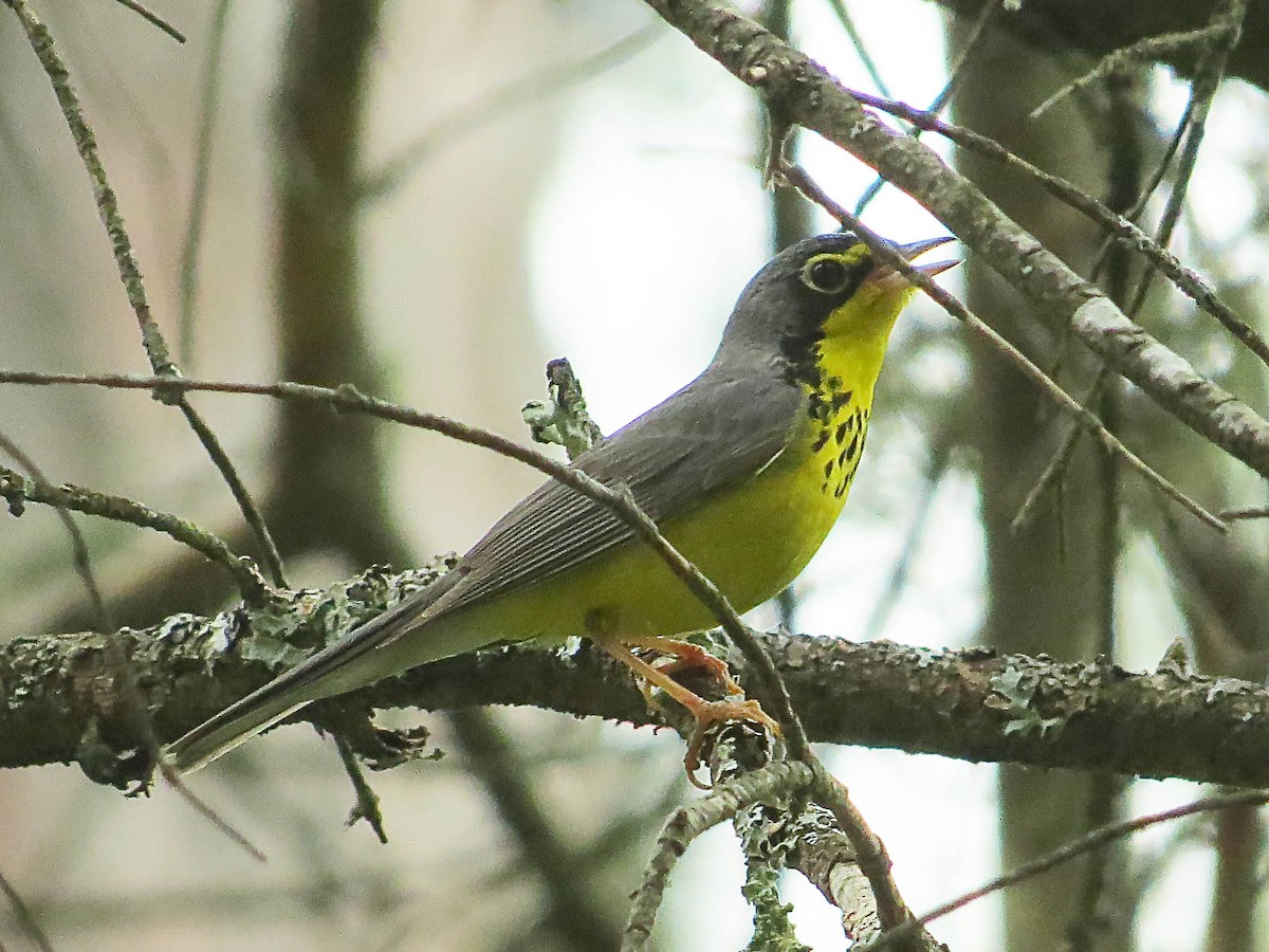 Canada Warbler - ML620541919