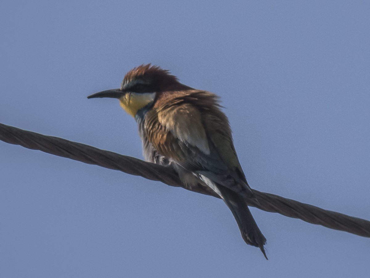 European Bee-eater - ML620541921