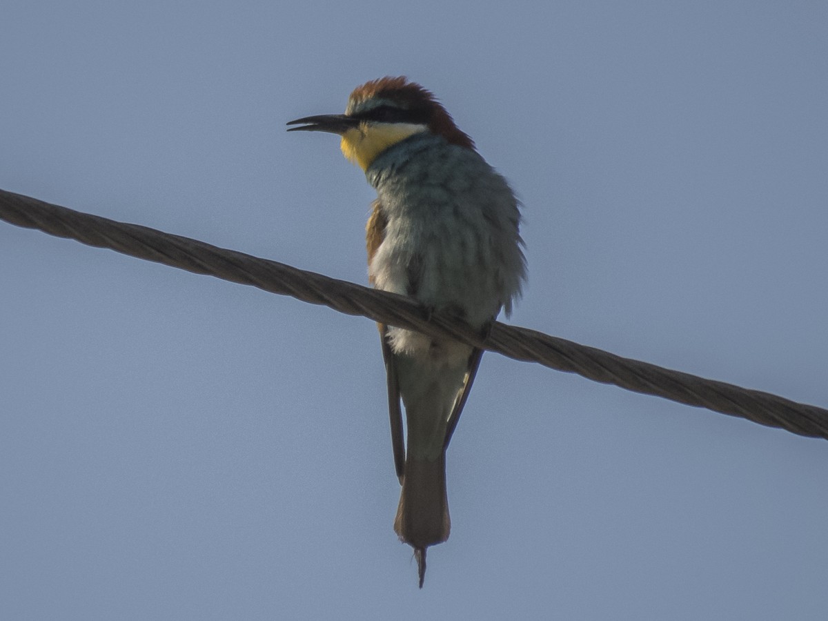 European Bee-eater - ML620541922