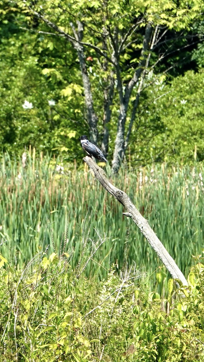 Belted Kingfisher - ML620541924