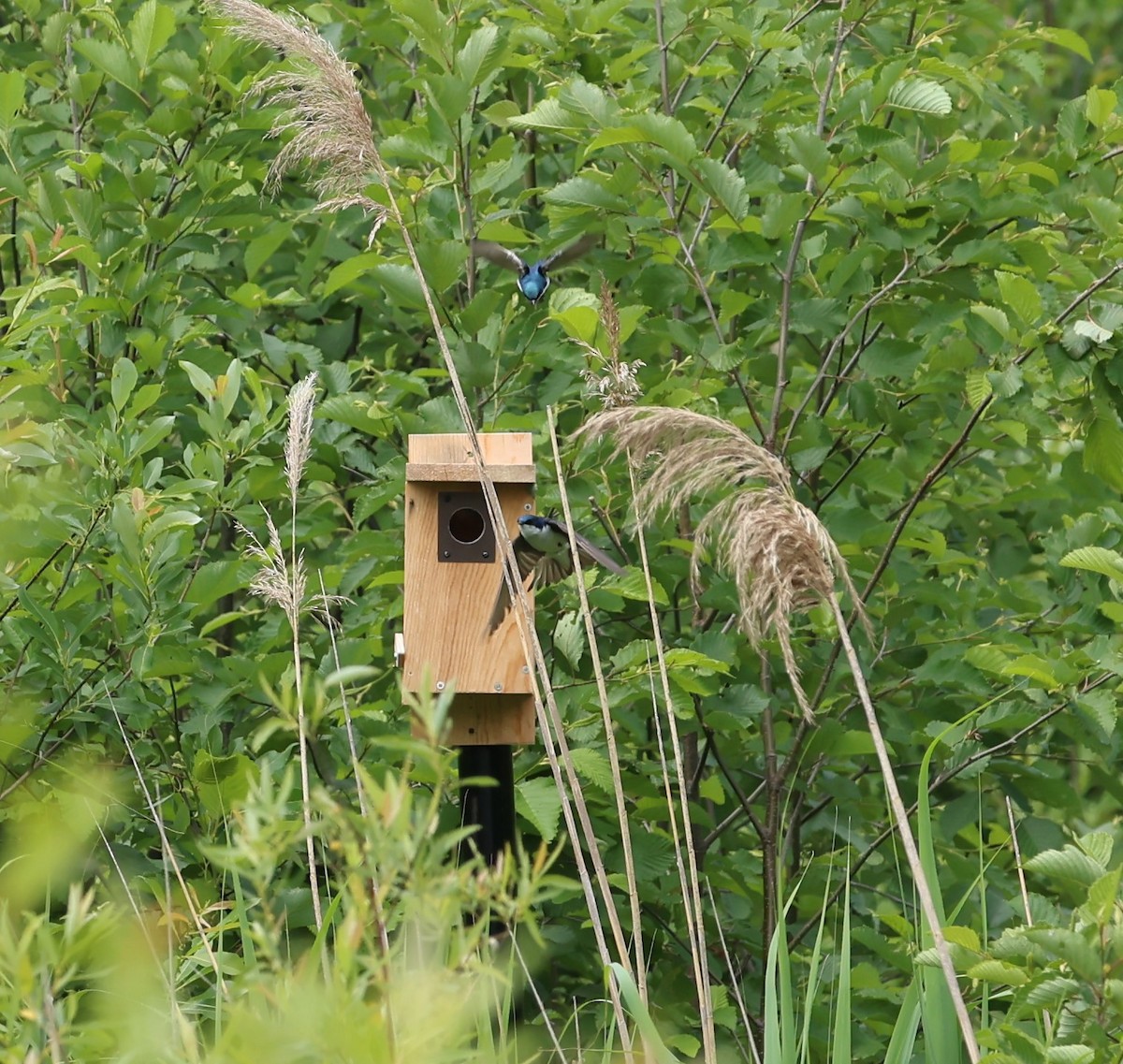 Tree Swallow - ML620541926