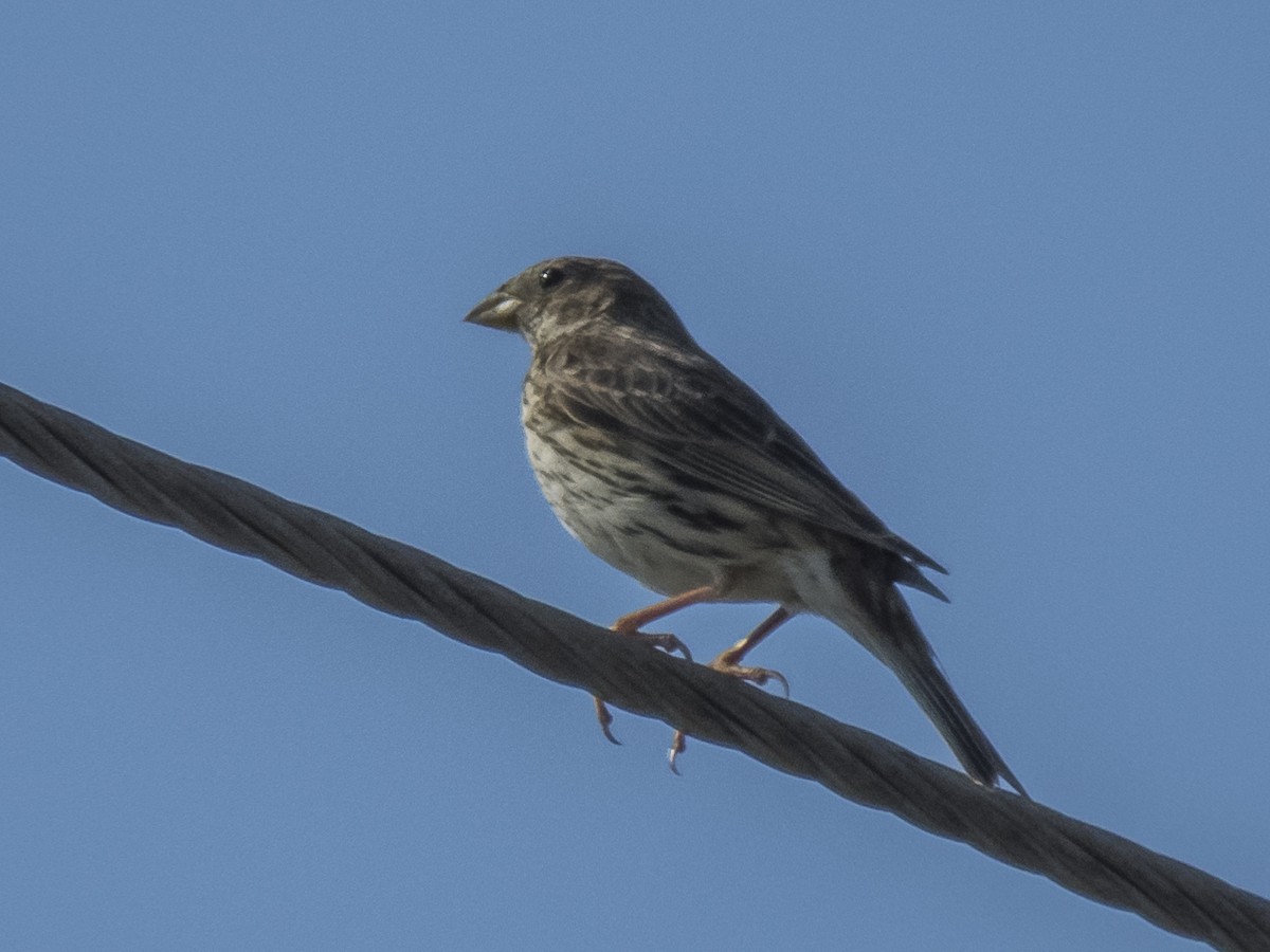 Corn Bunting - ML620541927