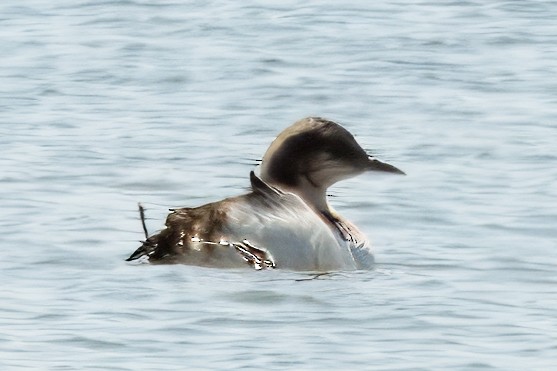 Pacific Loon - ML620541931