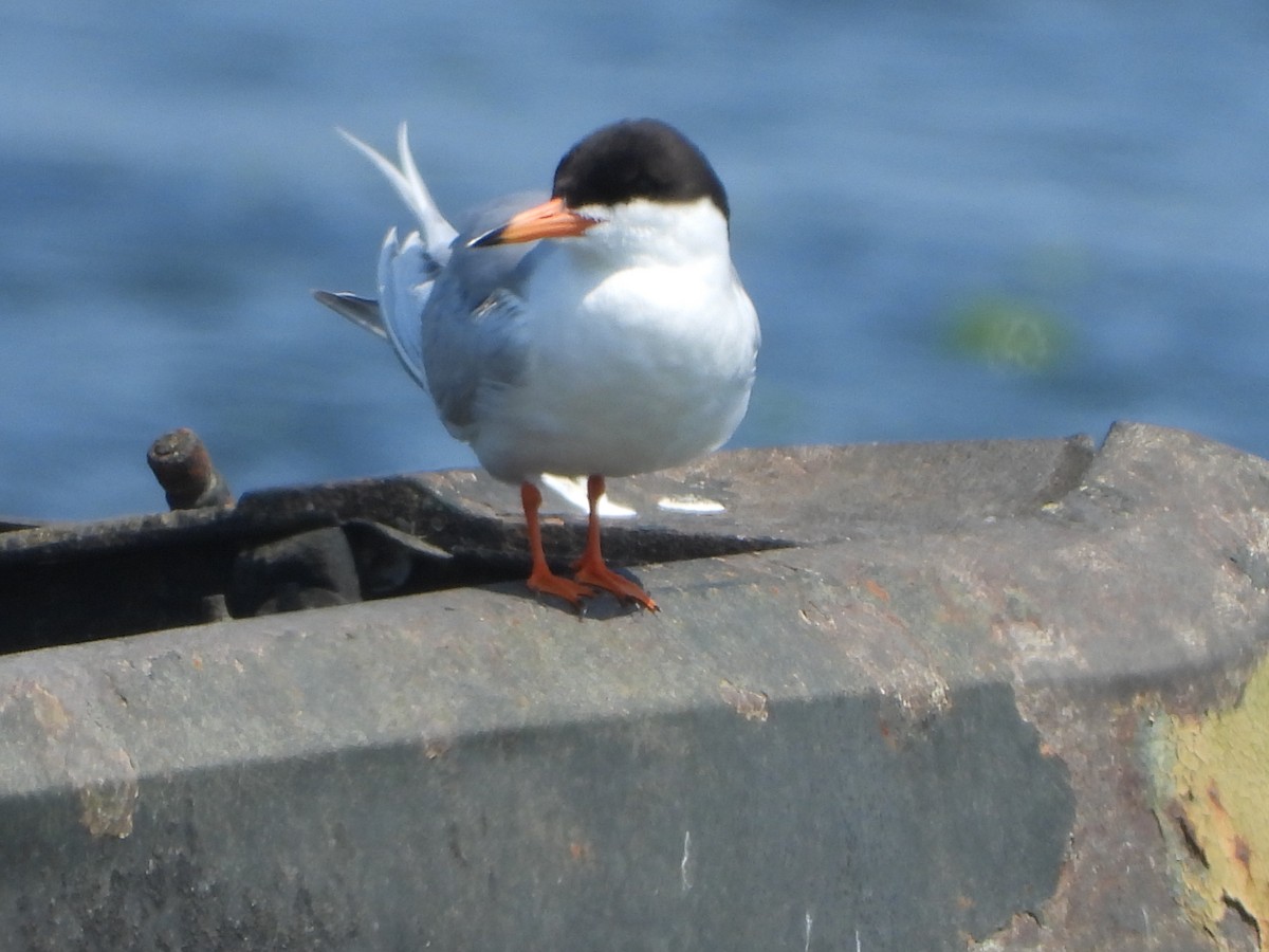 Forster's Tern - ML620541935