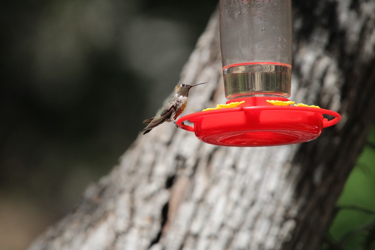 Anna's Hummingbird - ML620541938