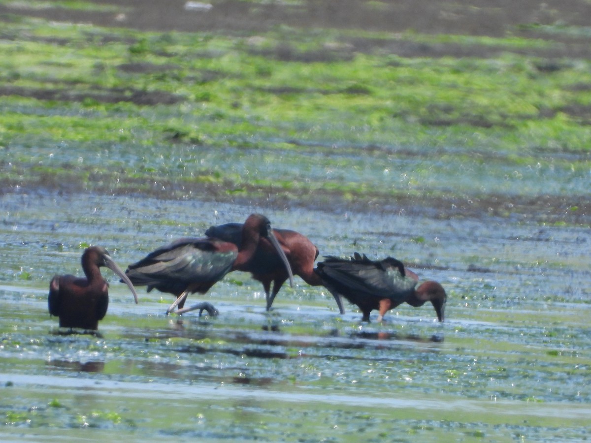 ibis hnědý - ML620541940