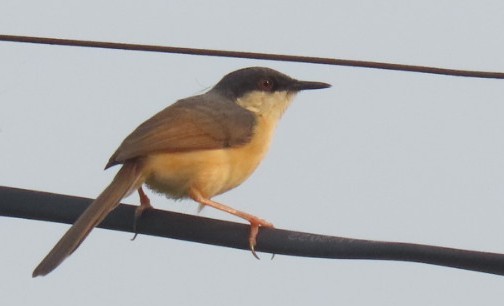 Ashy Prinia - ML620541941