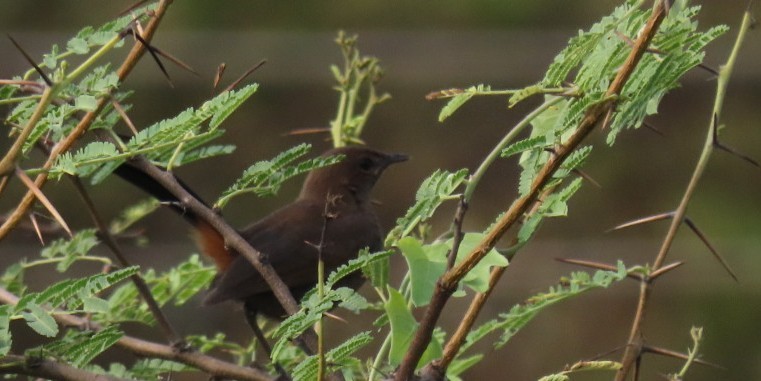 Indian Robin - ML620541960