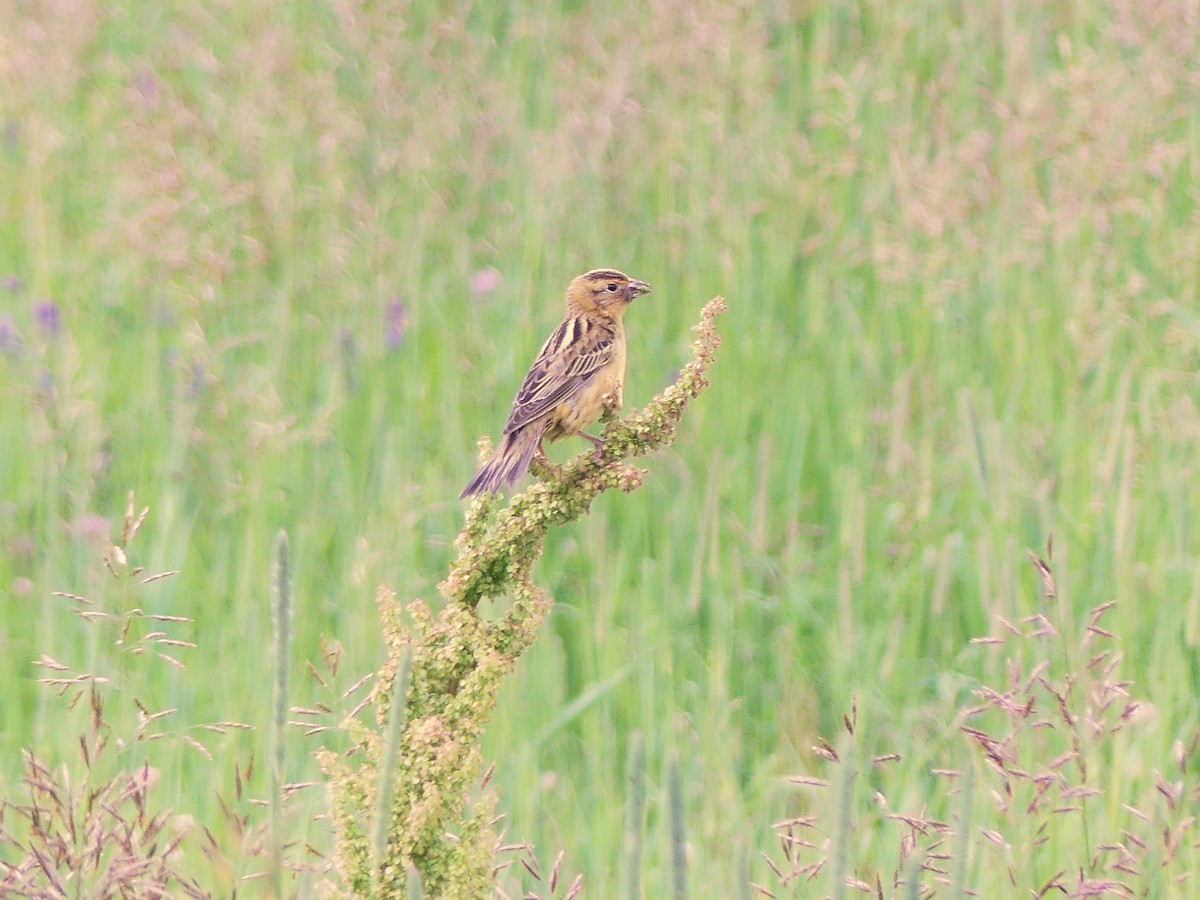 bobolink americký - ML620541961