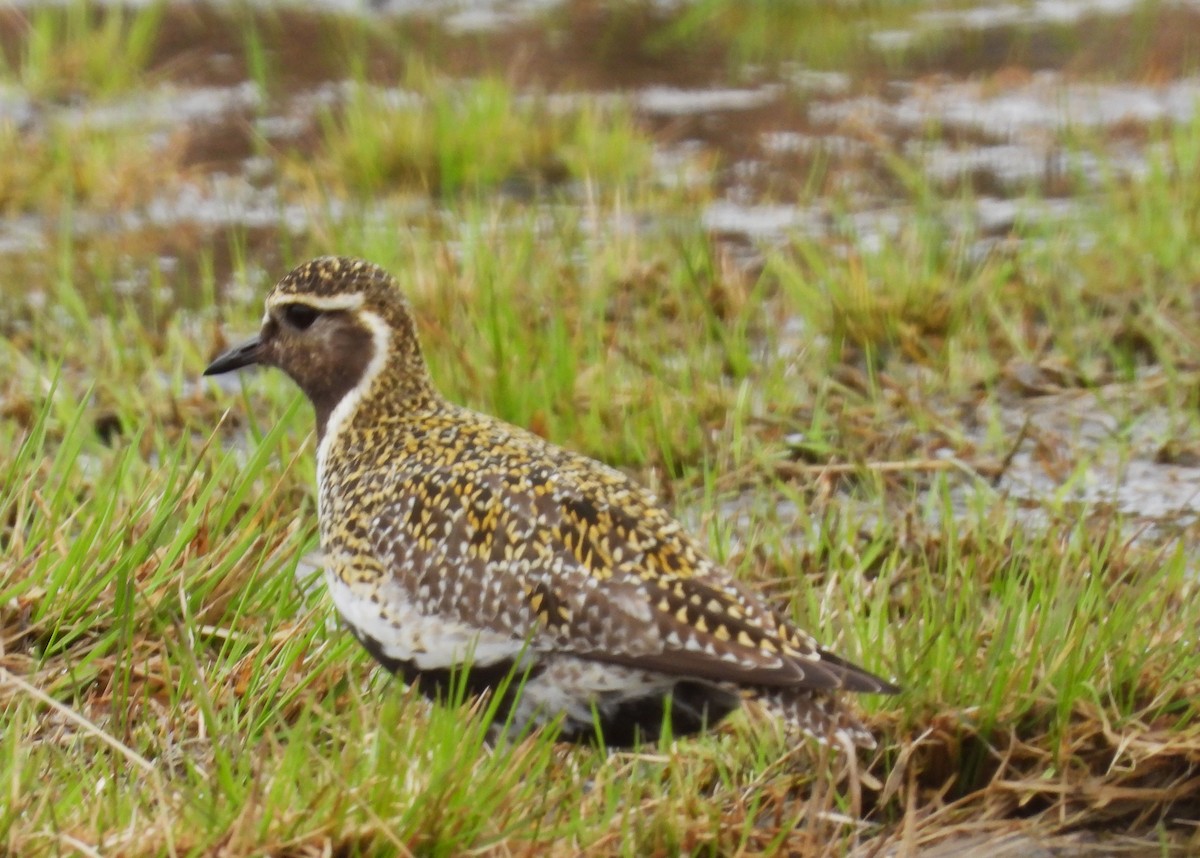 European Golden-Plover - ML620541963