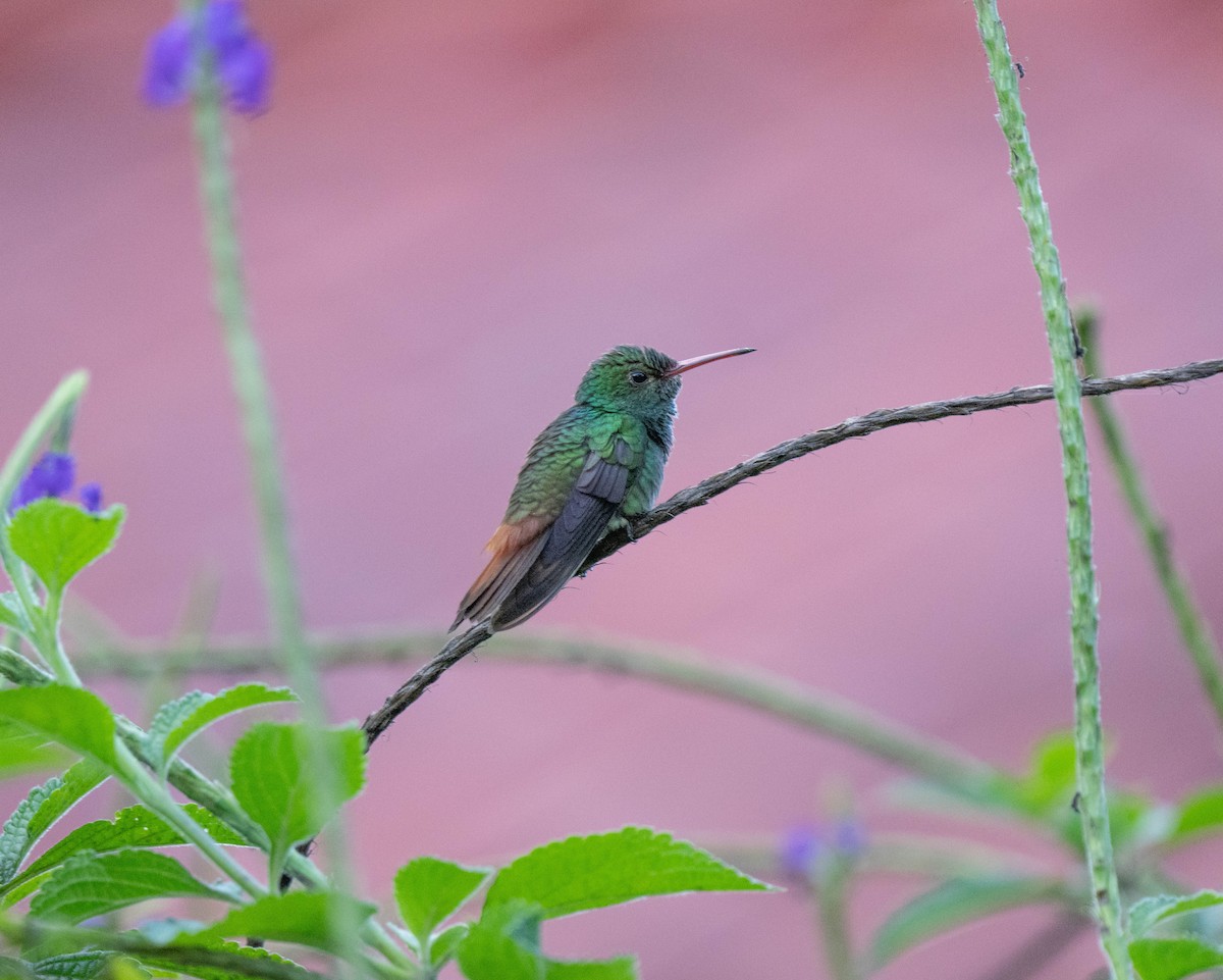 Rufous-tailed Hummingbird - ML620541965