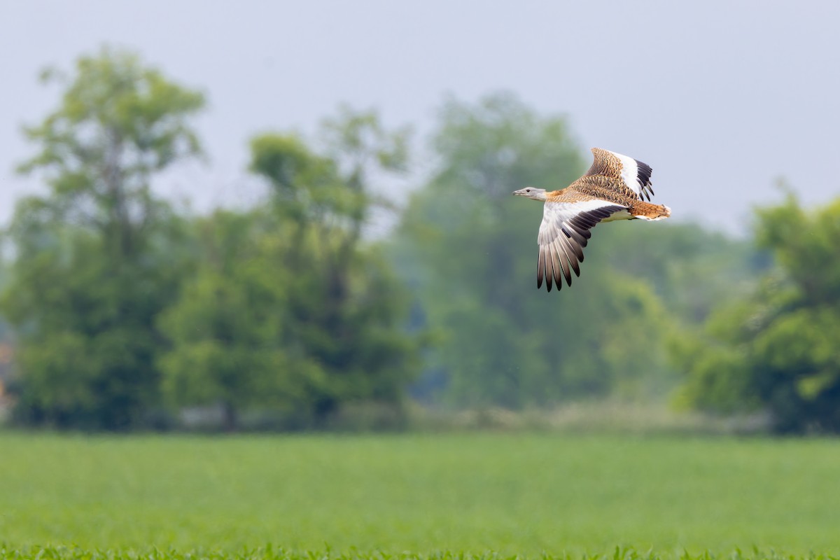 Great Bustard - ML620541967