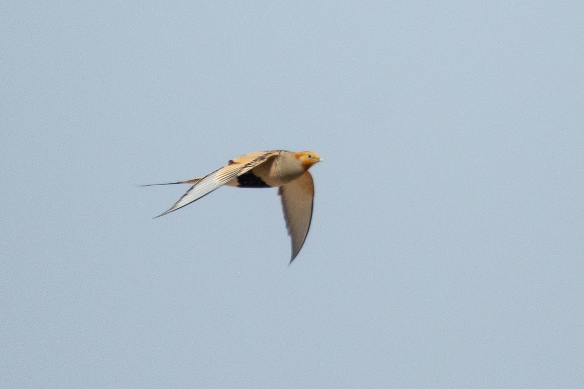 Pallas's Sandgrouse - ML620541968