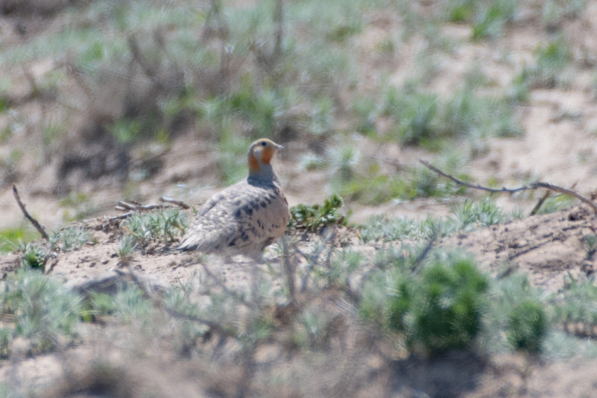 Pallas's Sandgrouse - ML620541970