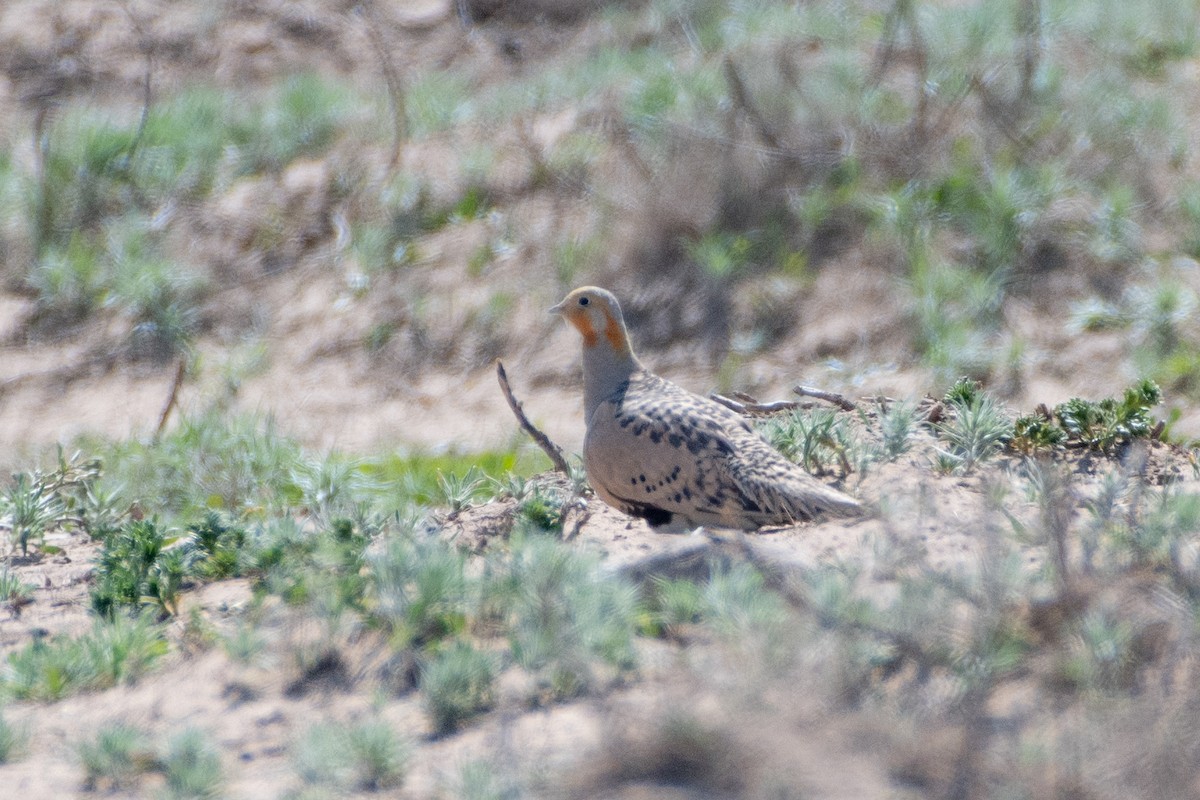 Pallas's Sandgrouse - ML620541972