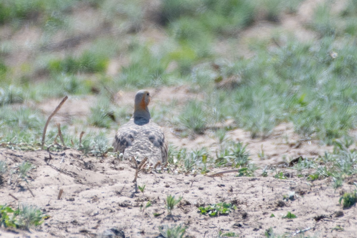 Pallas's Sandgrouse - ML620541973