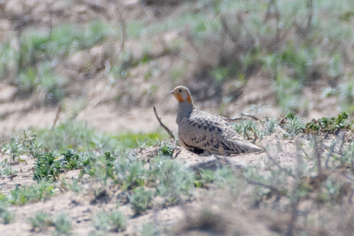 Pallas's Sandgrouse - ML620541974