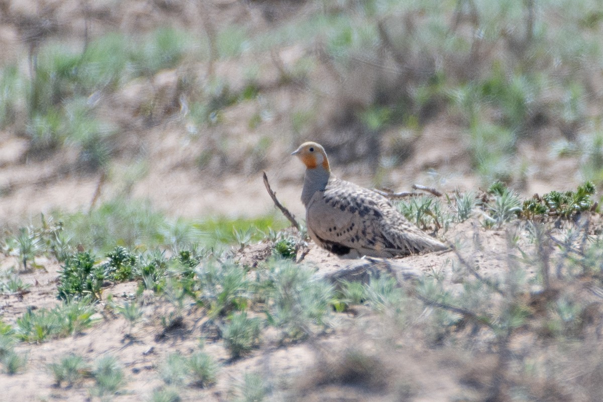 Pallas's Sandgrouse - ML620541975