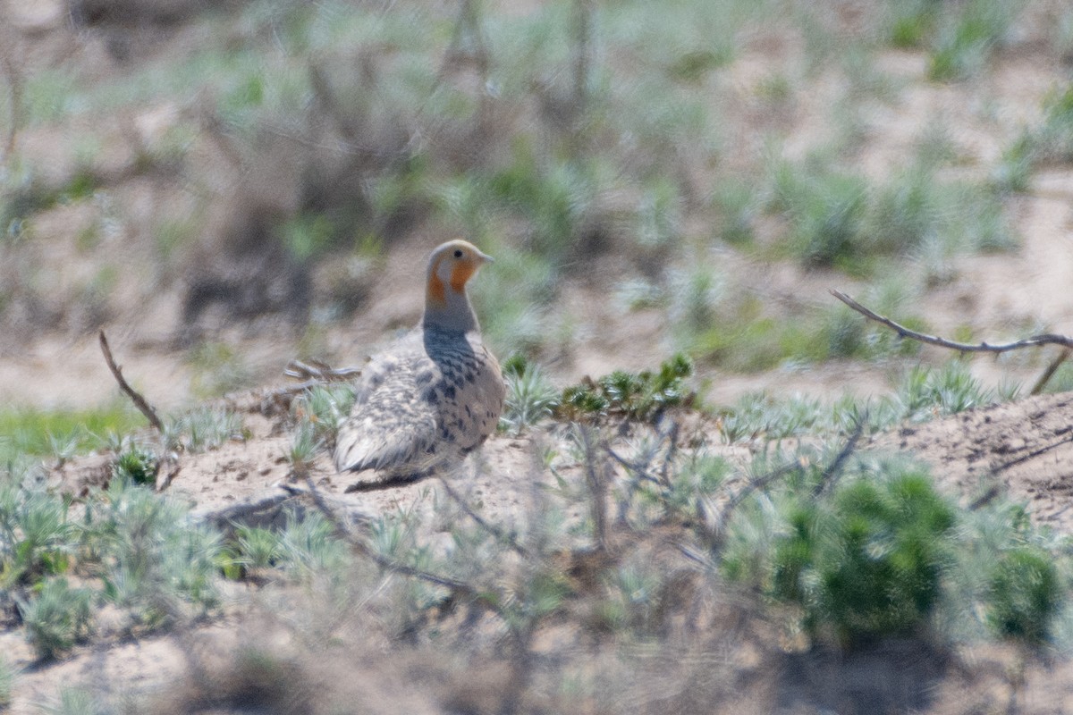 Pallas's Sandgrouse - ML620541976