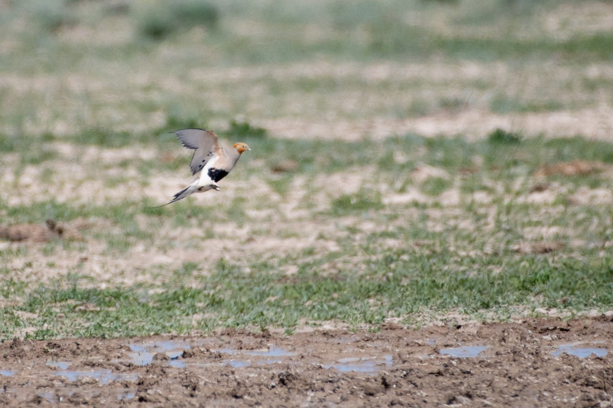 Pallas's Sandgrouse - ML620541979