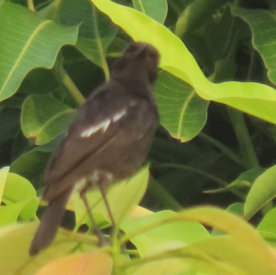 Pied Bushchat - ML620541981