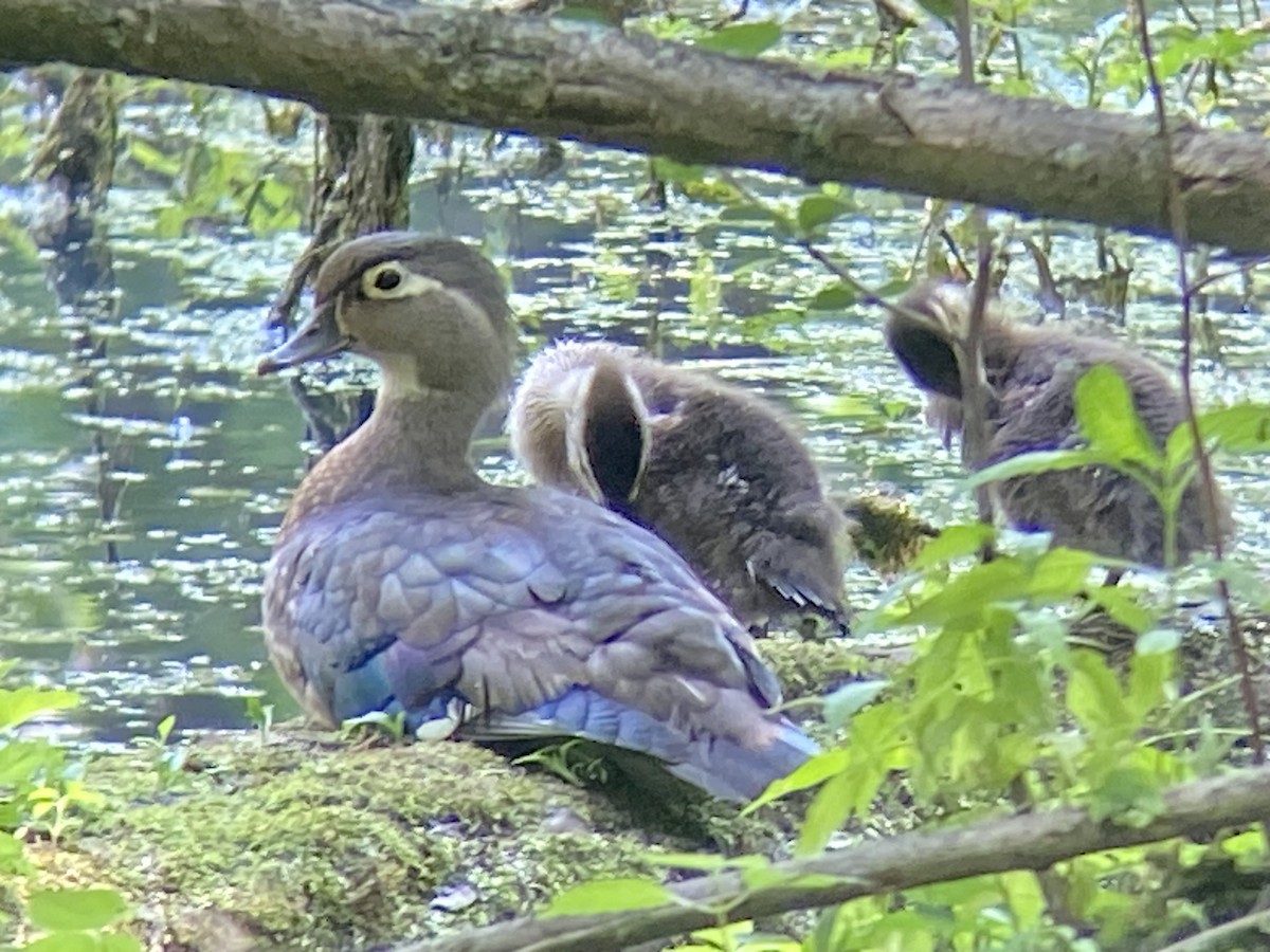 Wood Duck - ML620541985