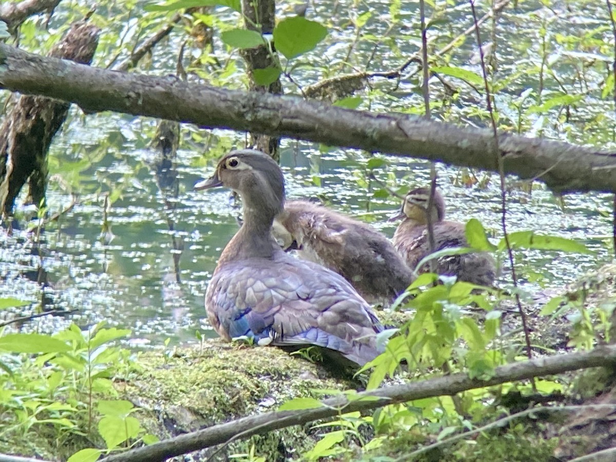 Wood Duck - ML620541987