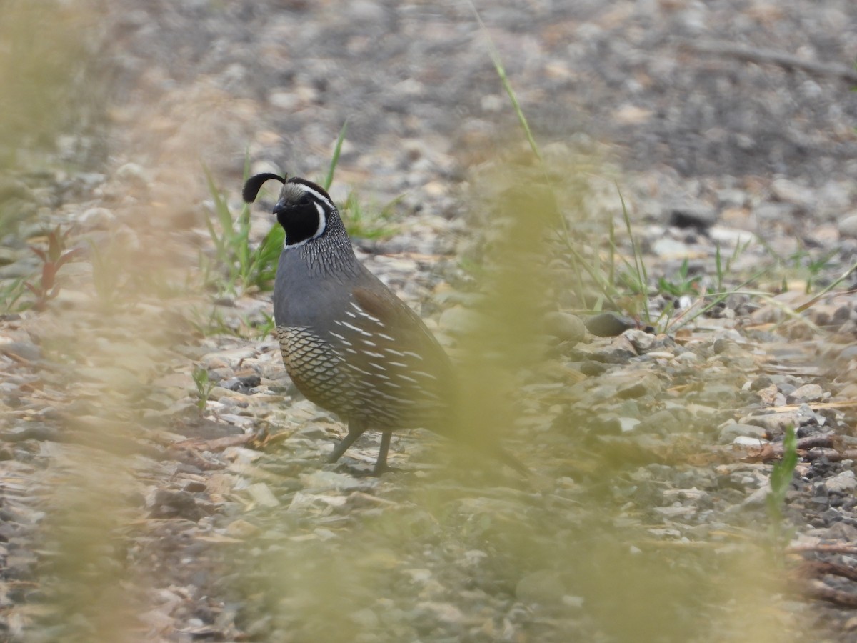 California Quail - ML620541991